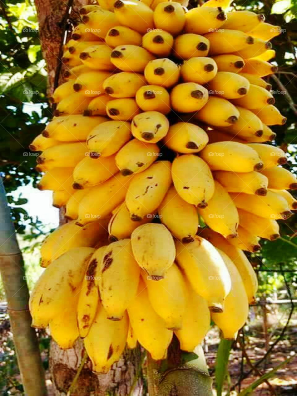 ECUADORIAN BANANA