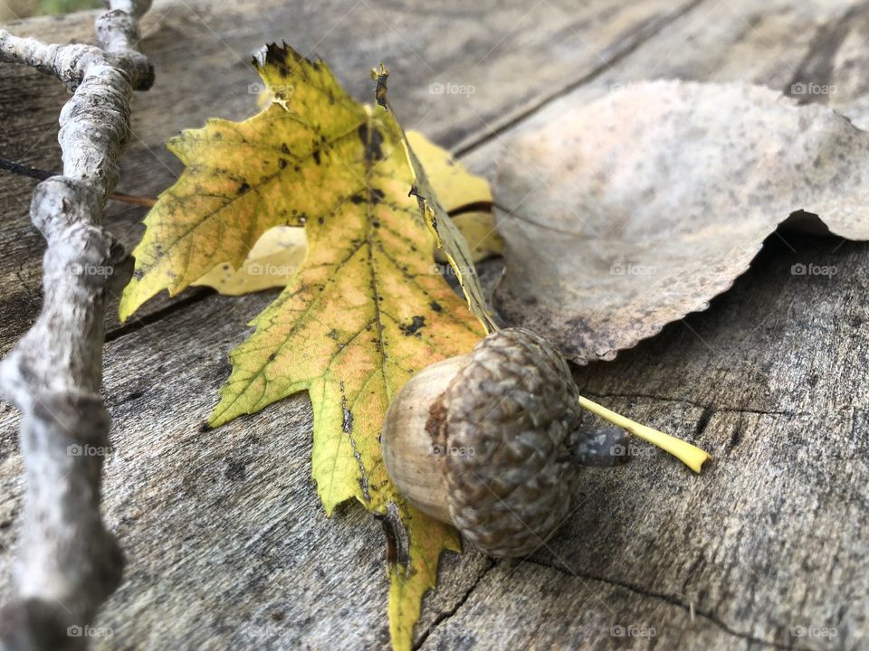 Acorn and yellow autumn leaves. Shows the Beauty of changing seasons