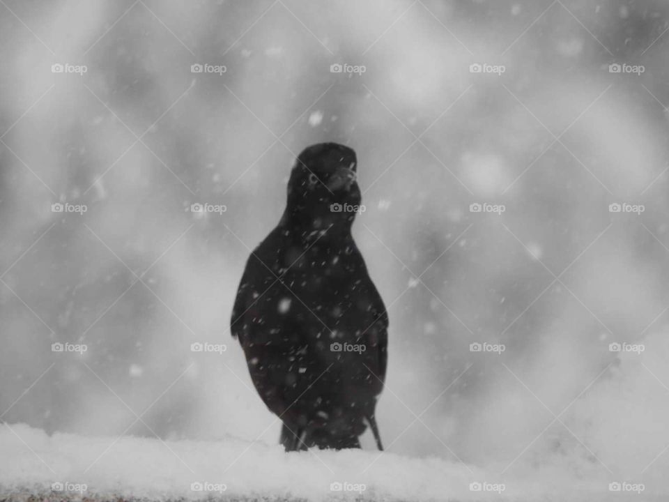 A starling in the snow.