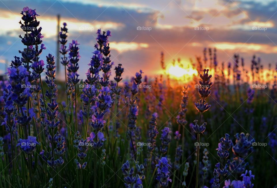 Lavender sunset