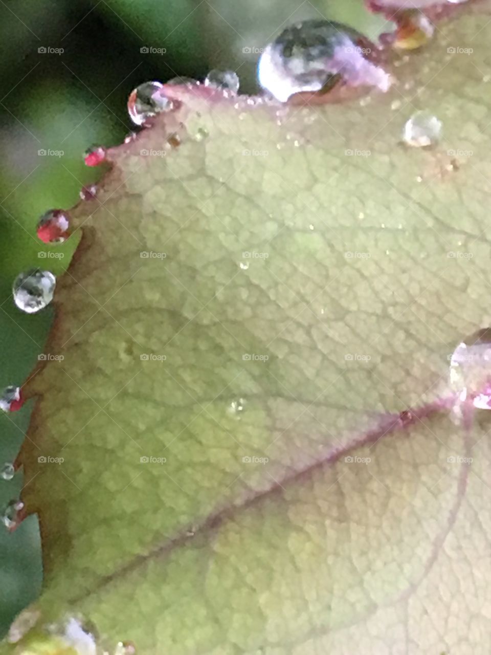 Micro Beaty nature