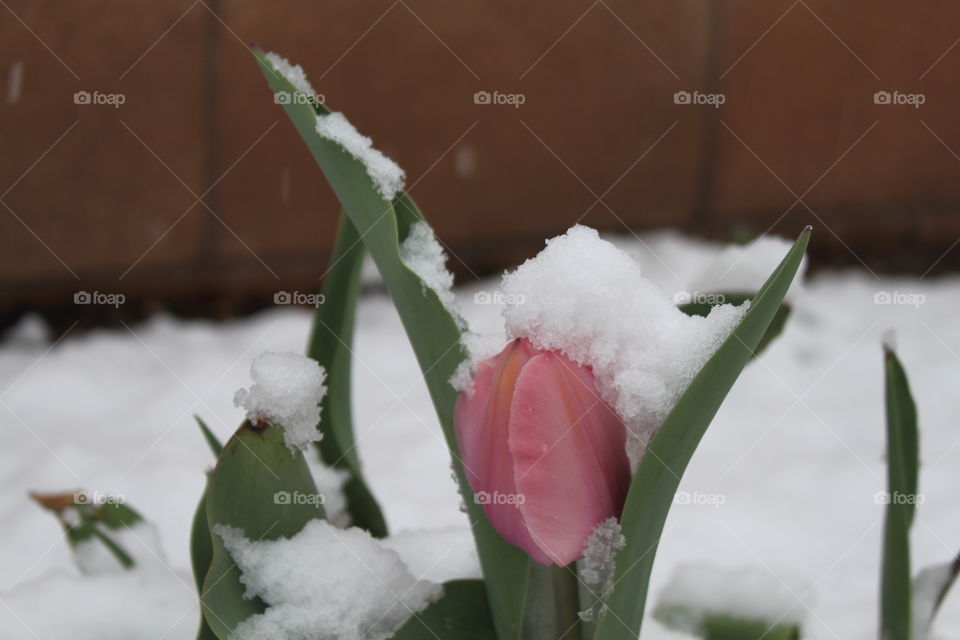 Pink Tulip in snow