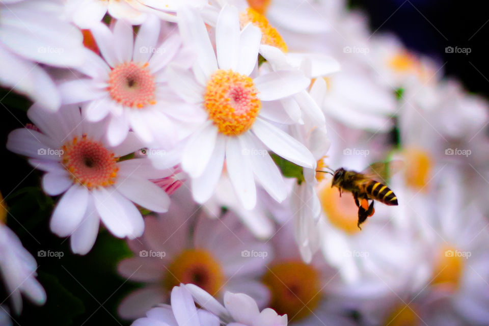 Flower and bee.. The beauty flower and bee.