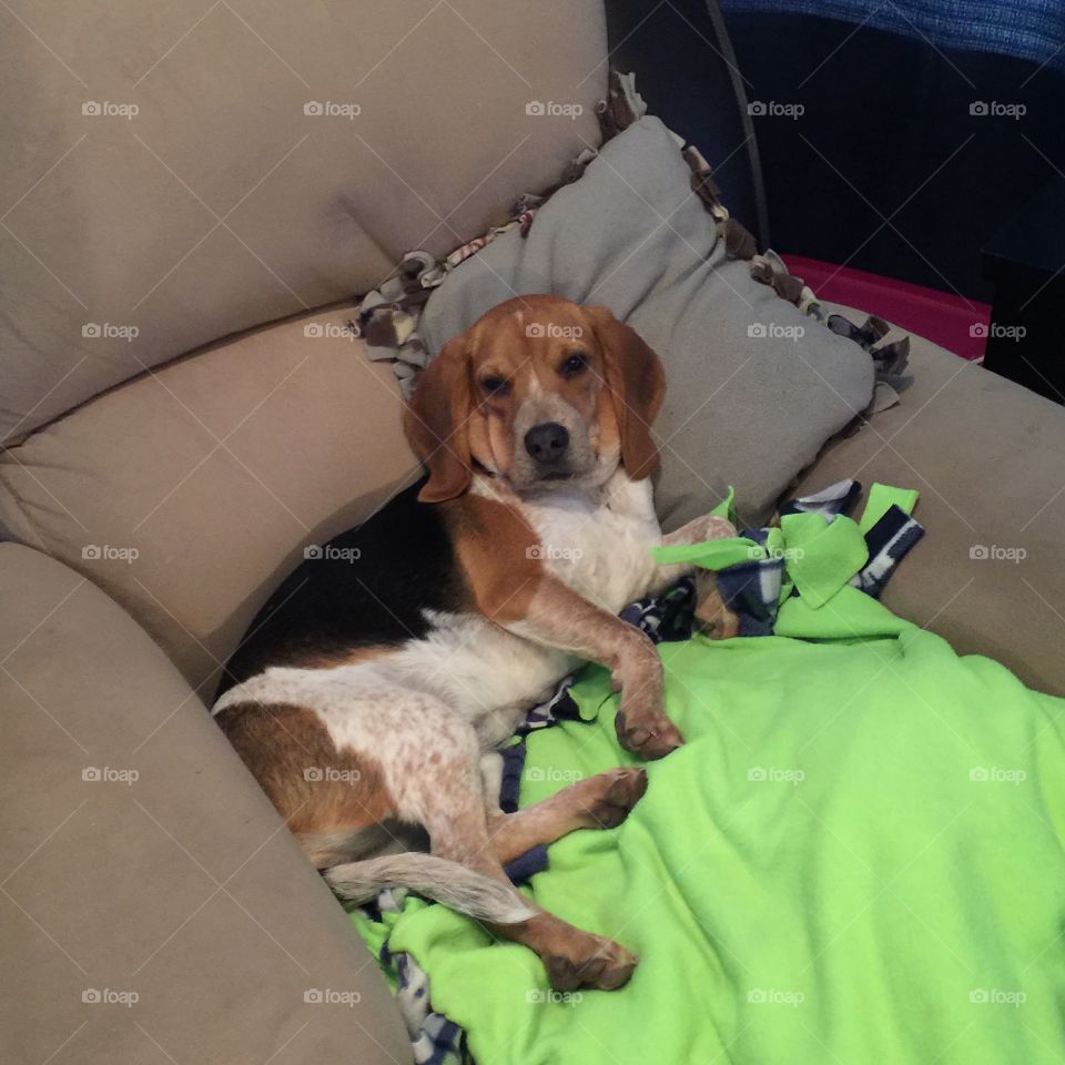 Ginger pup being Lazy on Friday!