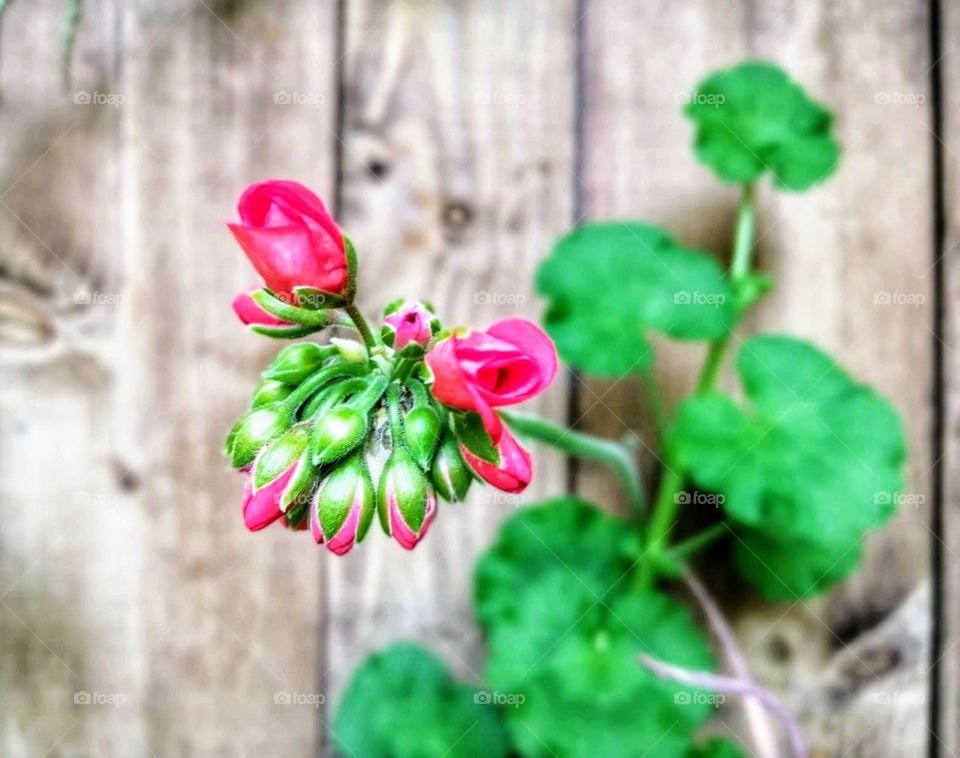 Plants around us... Geranium