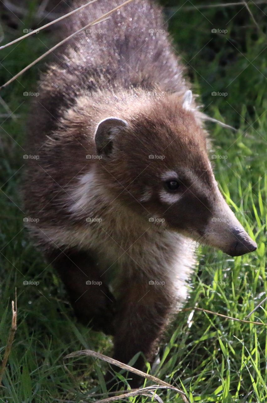 Coatimundi Walking Trail to Cteek