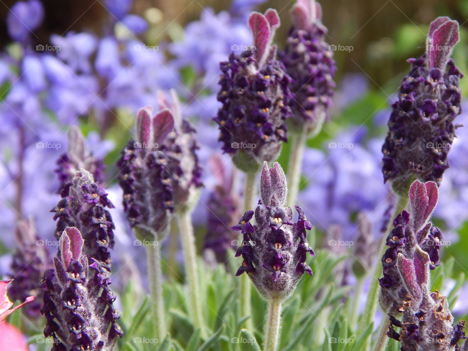 purple lavendar