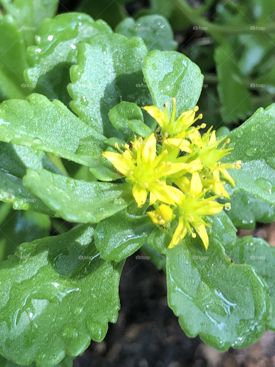 Lovely plant with yellow blooms