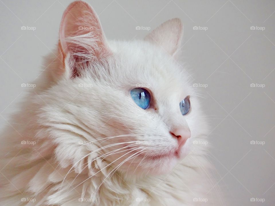 Close-up of cat on white background