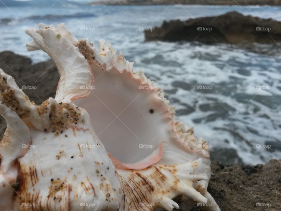 Seashell at beach