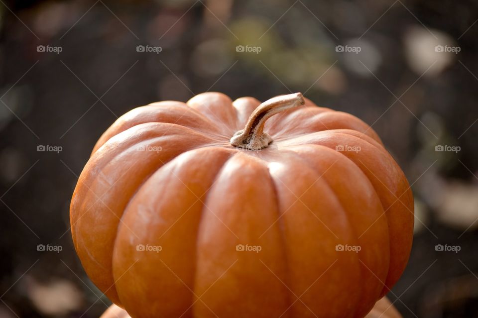 Halloween, fog, ominous, pumpkin, design, cut, candles, night, scary, fear, castle, fireplace, fire, firewood, fall, October, holiday, celebrate, day, all, saints, autumn cozy, funny, cheerful, sleepy hollow, scary forest, a dense, hazy, foggy, forest, apples, harvest, fruit, warm, November, September, orange, citrus, rustic, style, decor, candy, decor, cobweb, spider, embellished, decorated, Lithuania, tree, time, mood, beautiful, stylish,