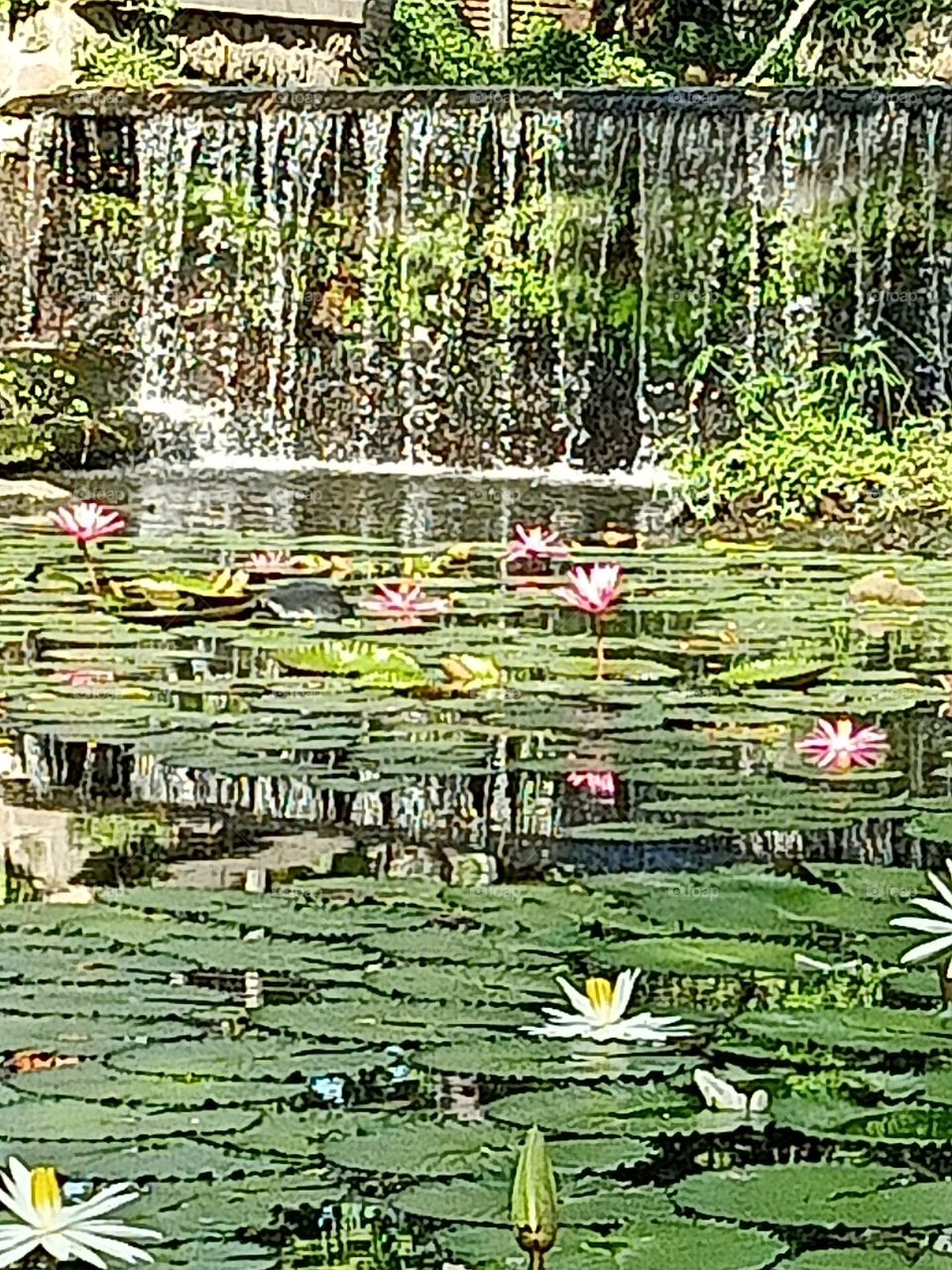 pond of lotus