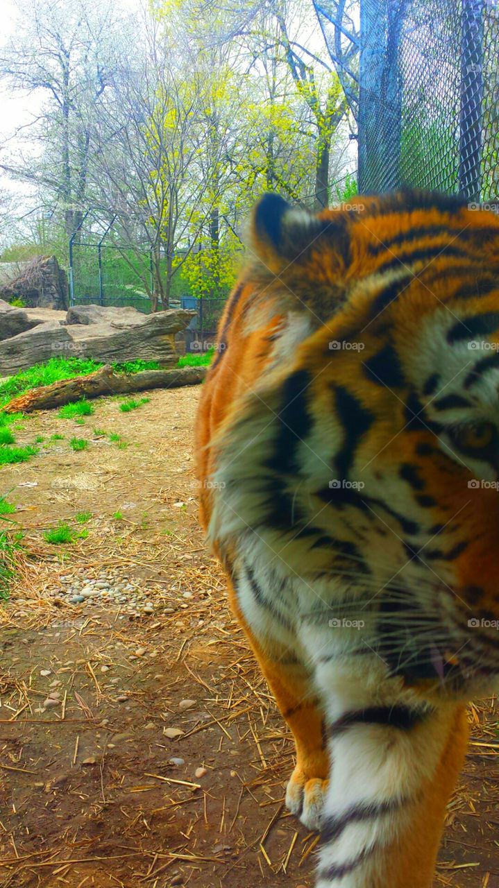 Striped Cat. Tiger at the Pittsburgh zoo getting up close giving a stunning view.