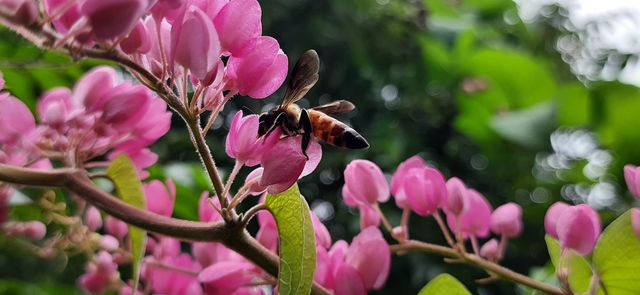 Honeybee