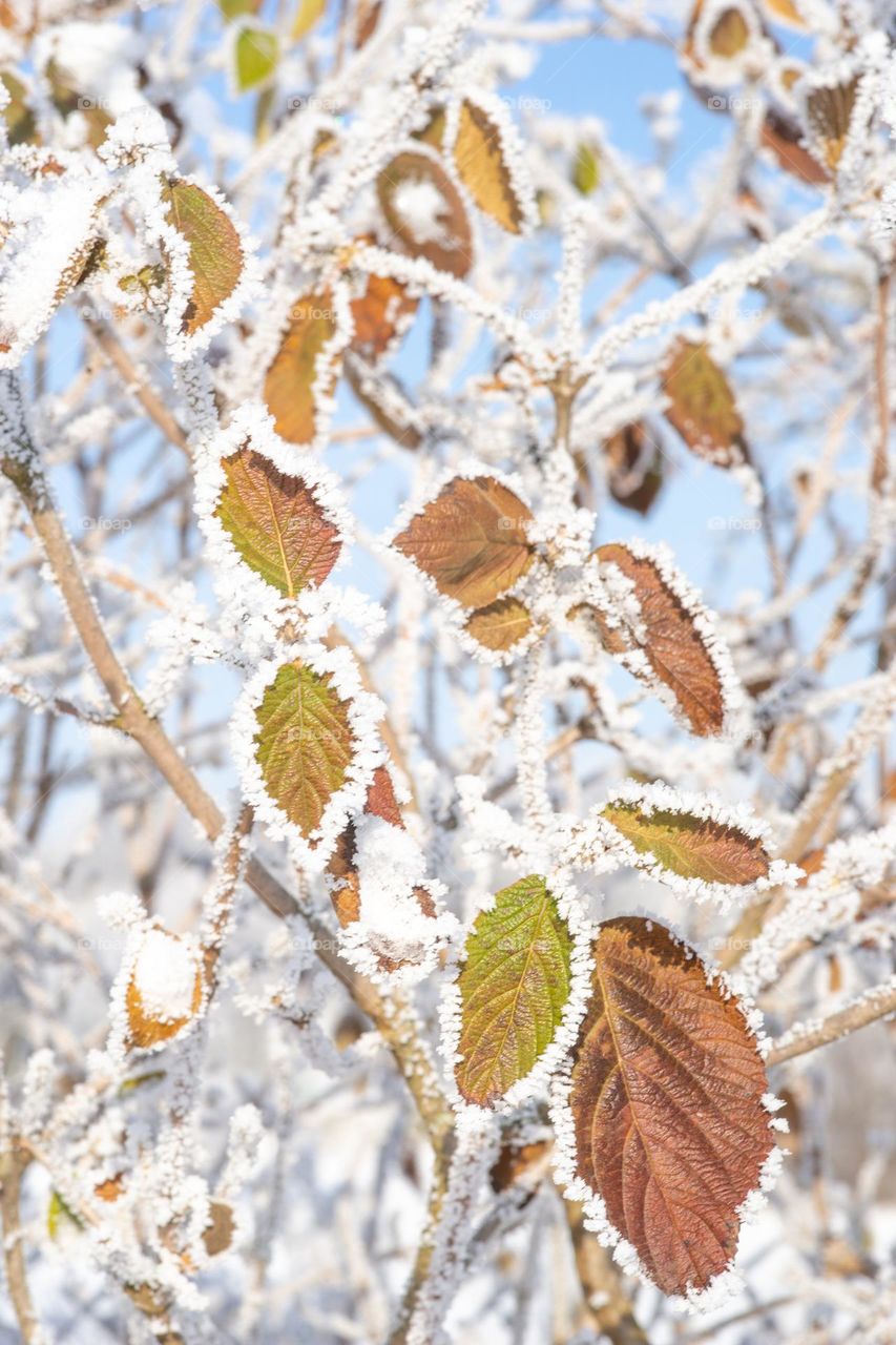 leaves framed with hoarfrost