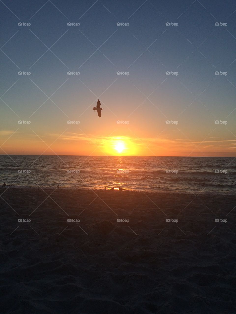 A silhouetted seagull flies parallel to the horizon against a Gulf of Mexico sunset on a Naples, Florida beach. 