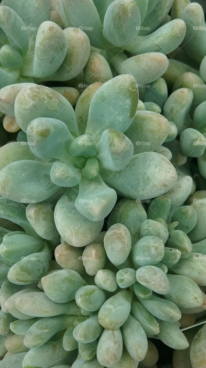 Succulent plant close up