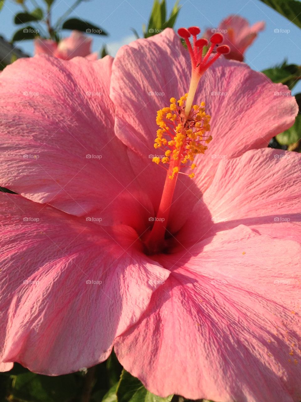 Pink hibiscus 