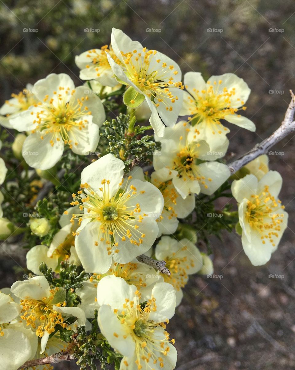 Close-up of yellow flower on branch