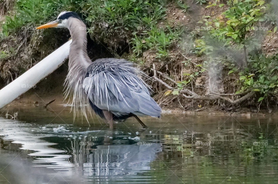 drying off