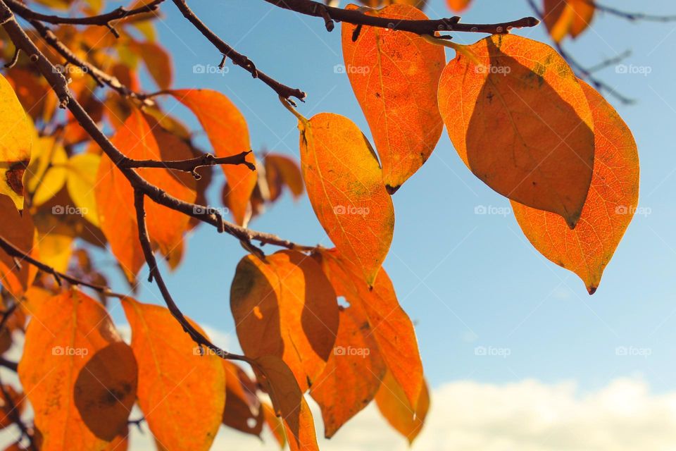 A close-up of the sun-kissed yellow-orange autumn leaves of a Japanese apple tree