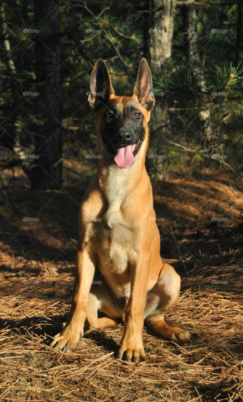 Belgian puppy malinois dog