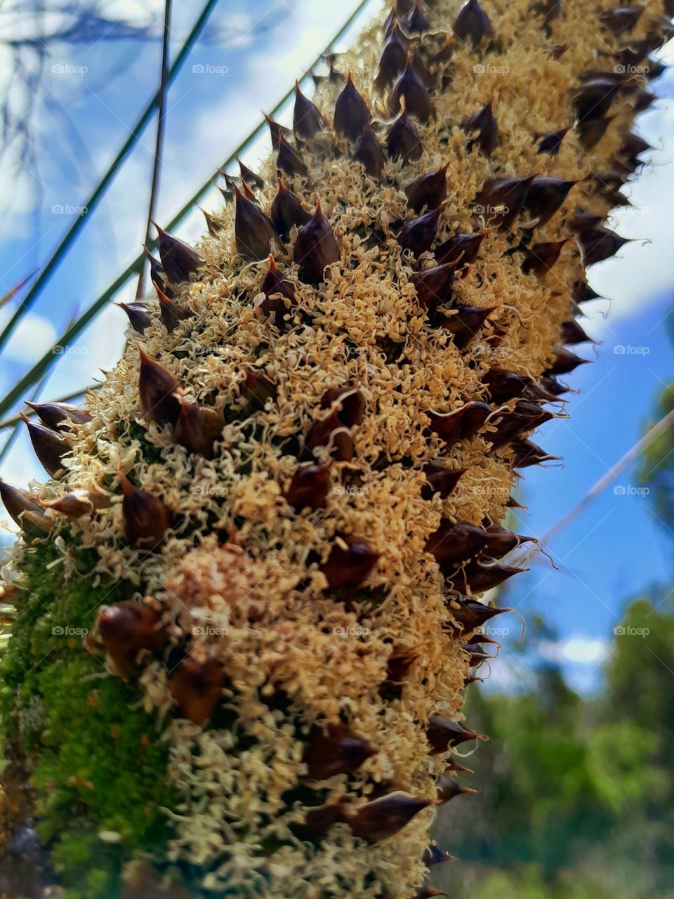 seeds erupting out of a tall brown stick like plant, ready to start their adventure of life.