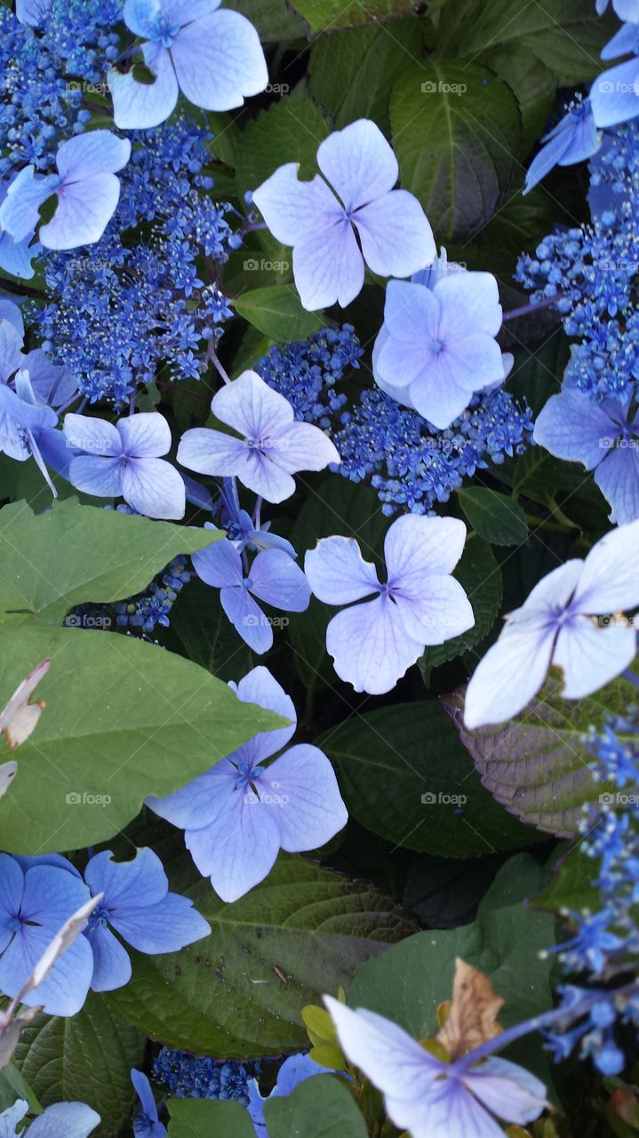 Purple Flowers