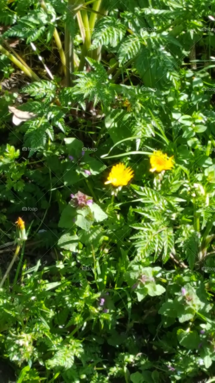 Frühling Spring 🌼🌹🏵🤗🌞