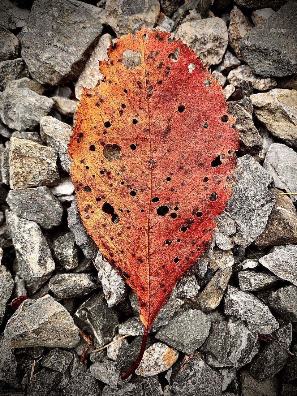 Red leaf on a rocky path