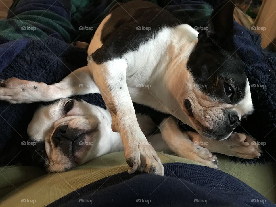 My Boston Terriers adorably sprawled out on my lap. Seriously these are the cuddliest most adorable pups ever! What more can I say?!!!π