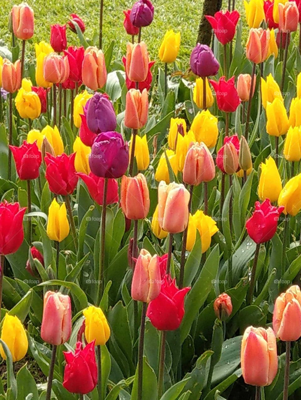 Clash of colors: bright tulips!