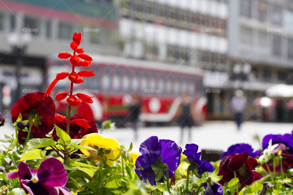 Flowers in the city of Curitiba Parana Brazil.