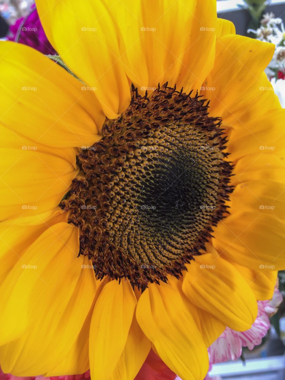 Close up of sunflower