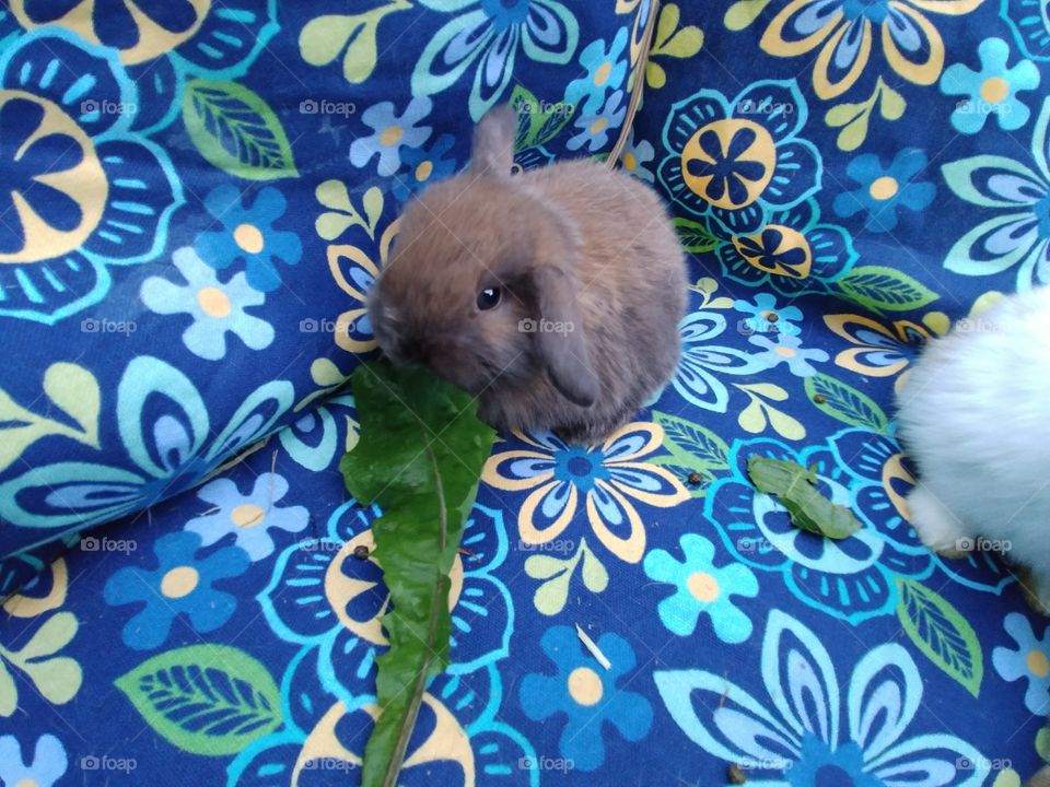 Baby Bunny Rabbit ½ Holland Lop ½ Mini Lop Eating Dandelion