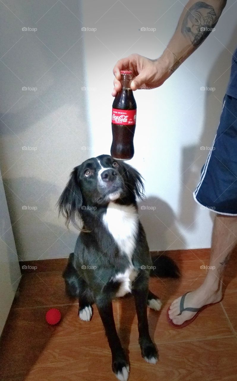 my dog love coca cola