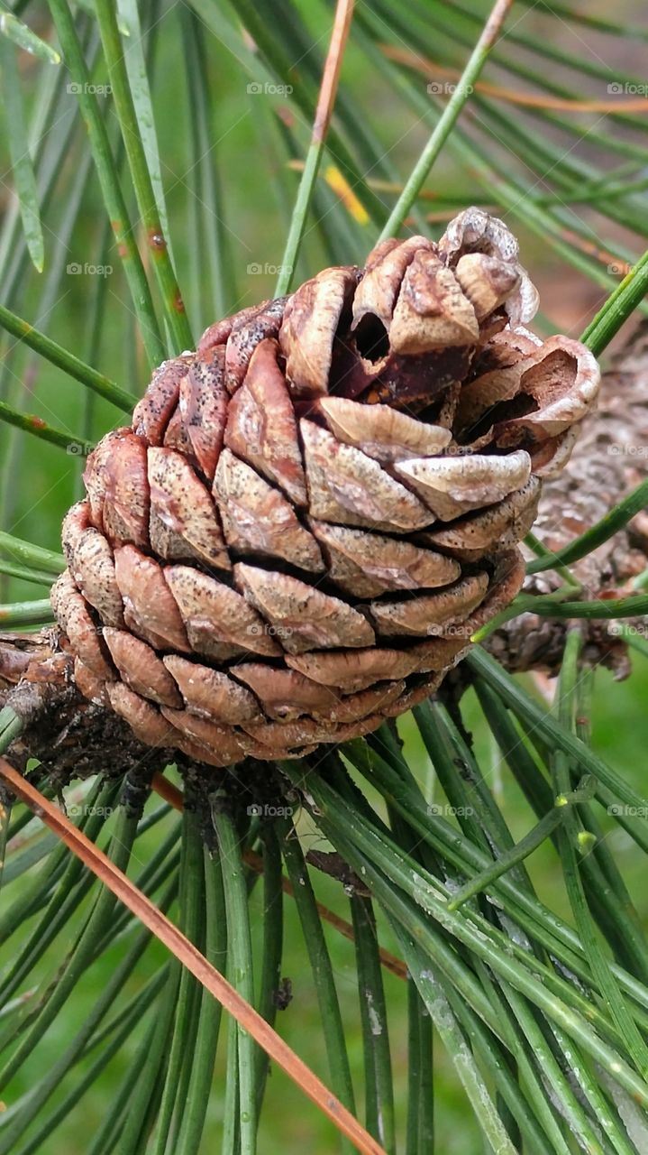 Cone on pine, close-up