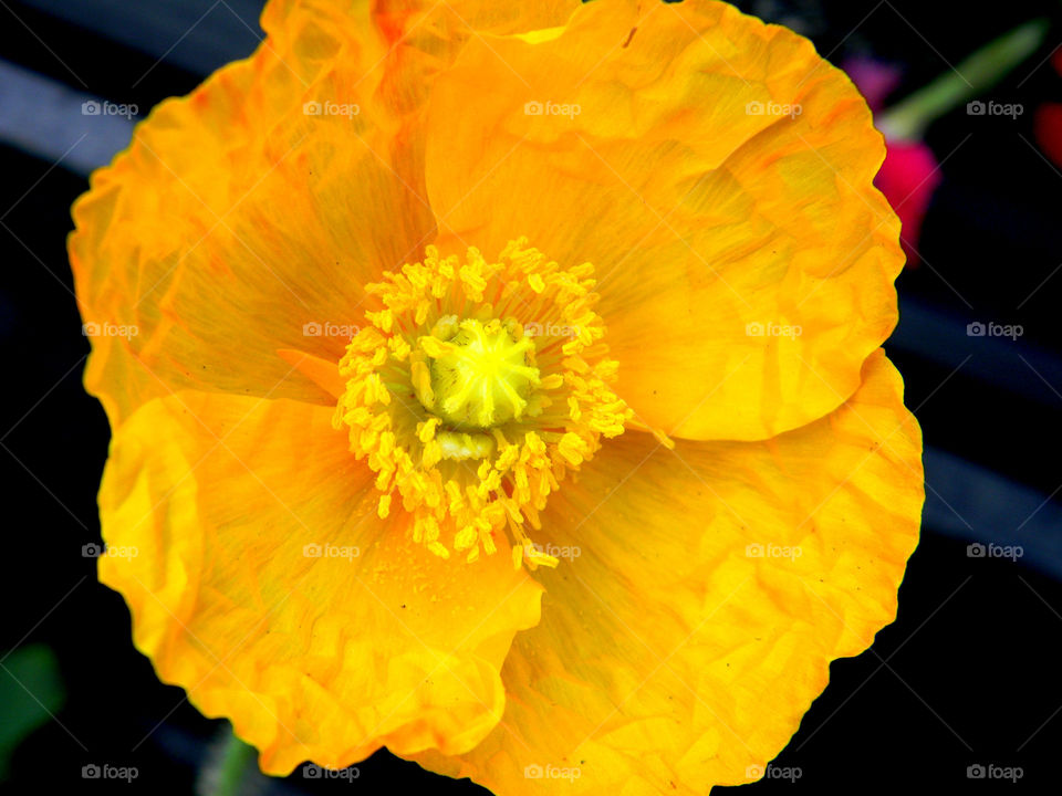 Close-up of yellow fresh flower