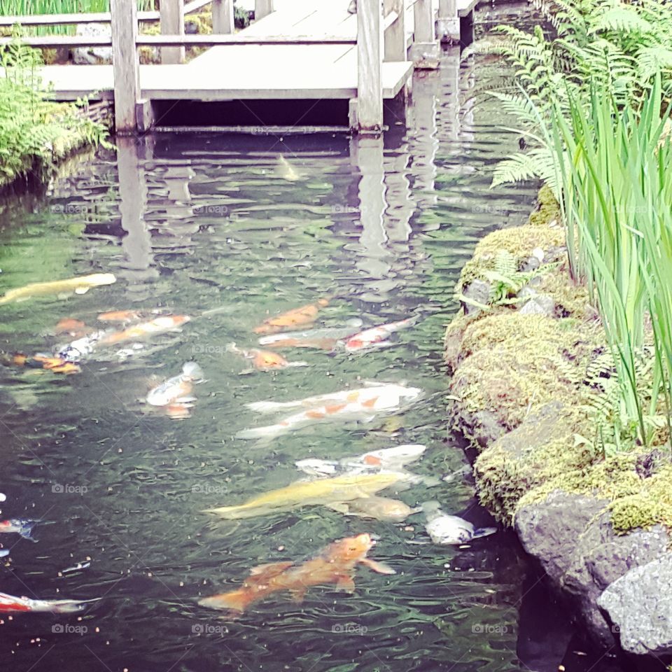 koi pond Japanese garde