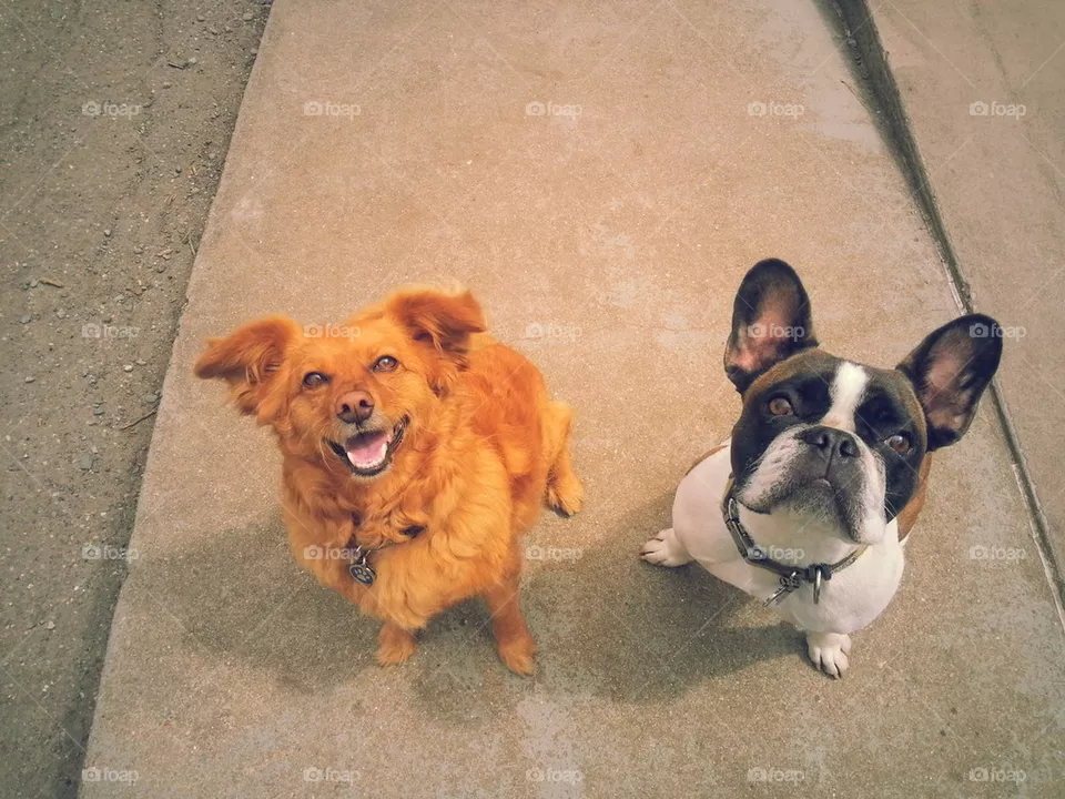 two fluffs