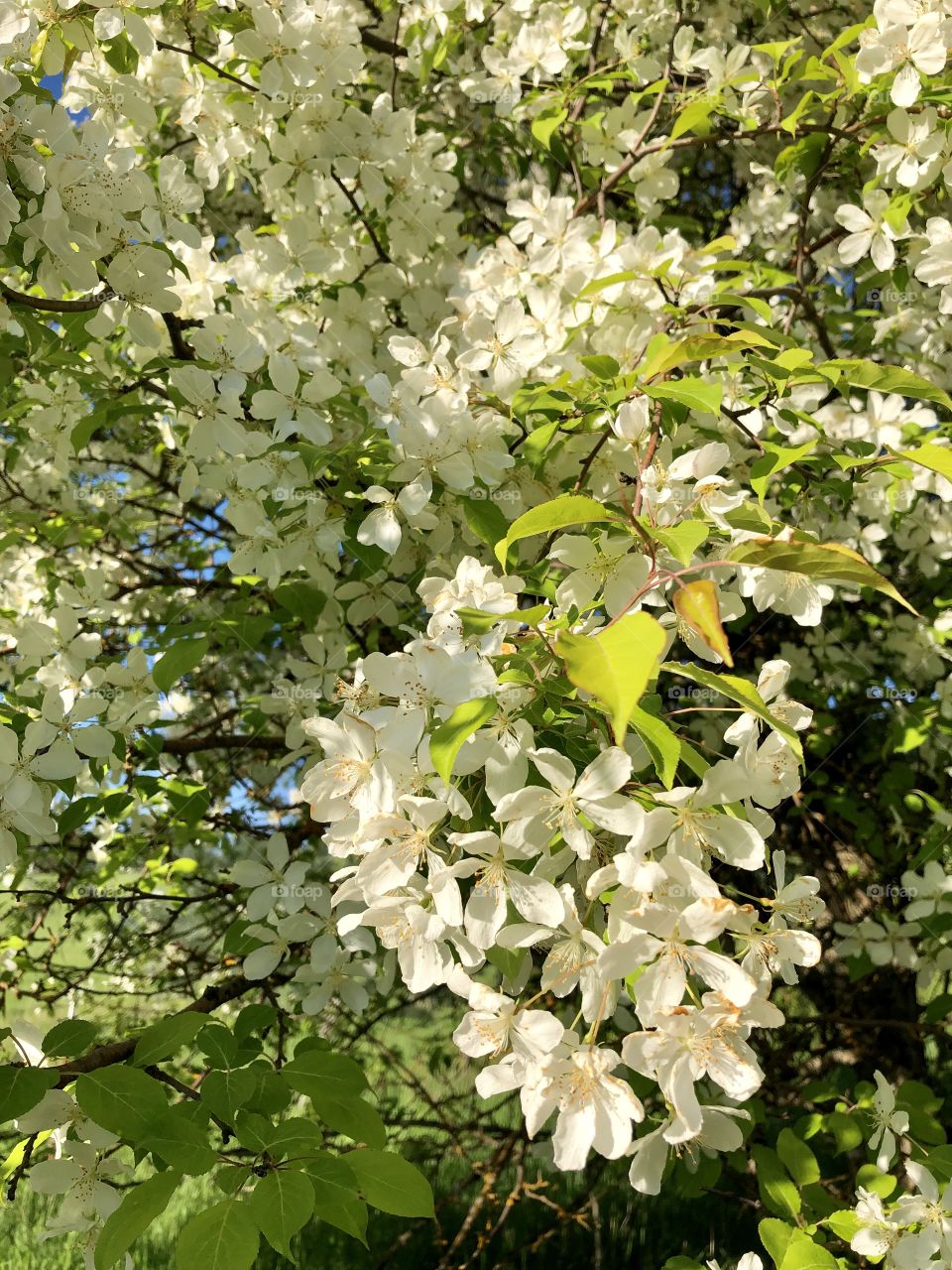 White apple blossoms 