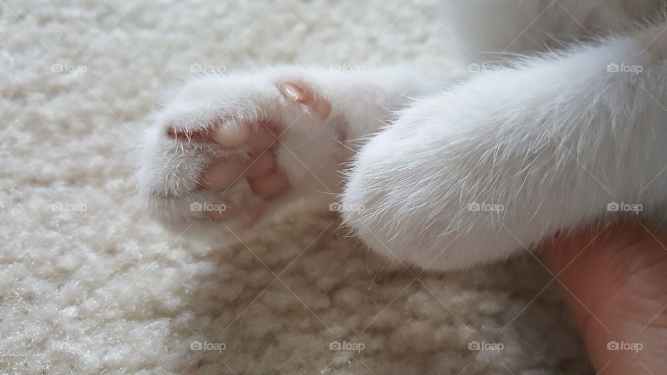 8 week old kitten mittens
