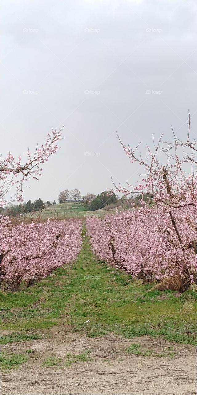 Idaho orchards