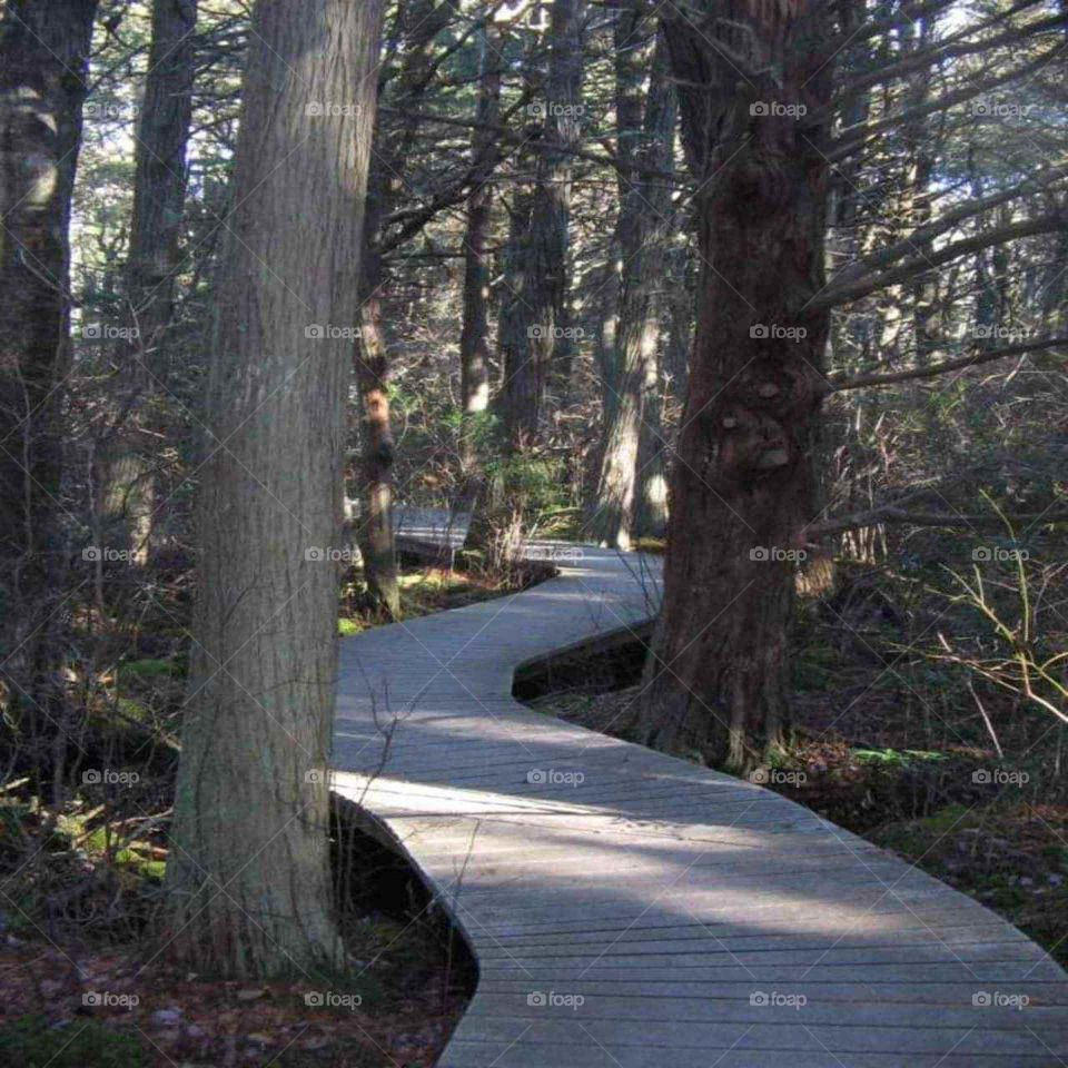 Winding pathway