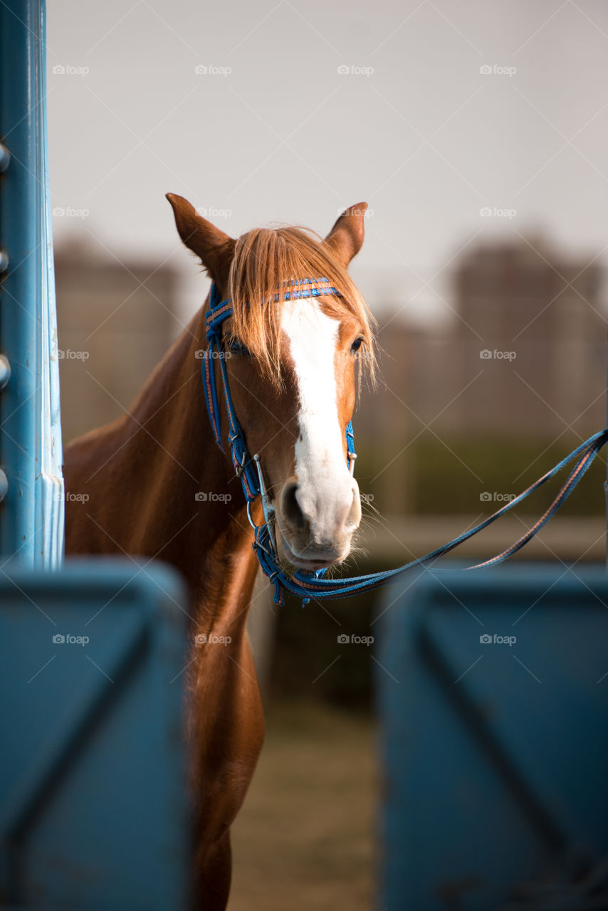 horse portrait