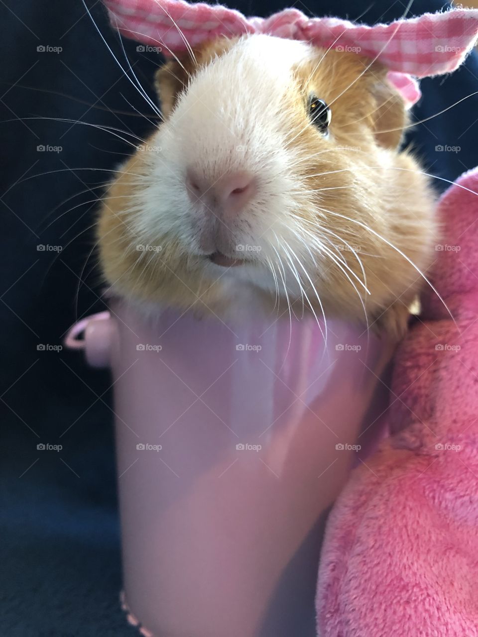 Sugar the guinea pig