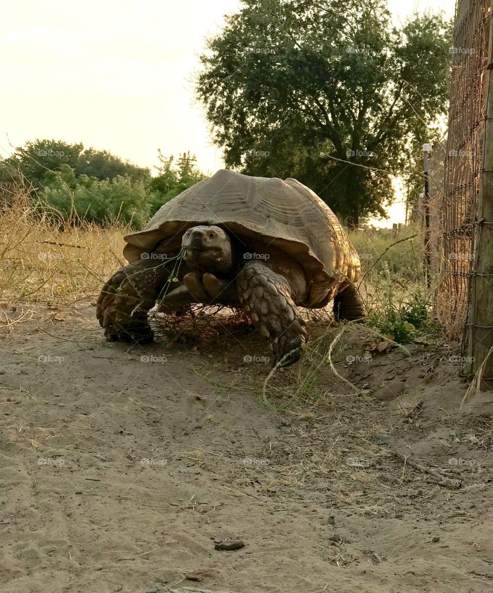 Who says turtle walk slow this guy walk fast 😆