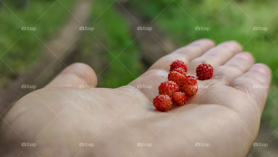 Priceless gifts found in the forest