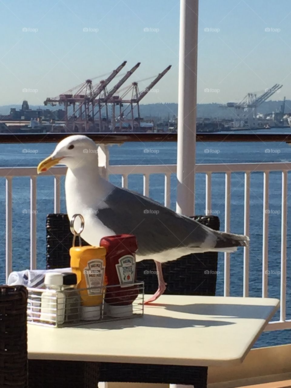 Seagull