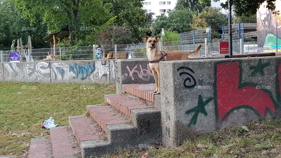 Stadt Hund